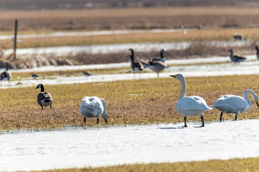 Whooper swans Eating in Partly Snowy Field.