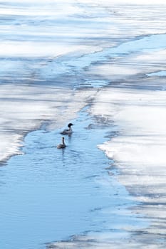 Pair of Common Merganser in water.