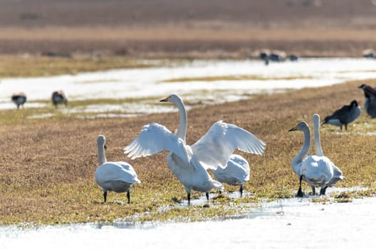 Whooper swans in Partly Snowy Field.