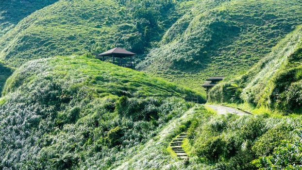 The Miscanthus on the Cao Ling Ancient Trail in the northeast corner of Taiwan
