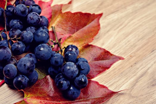 autumn still life- grapes and wine leaves on wooden ground