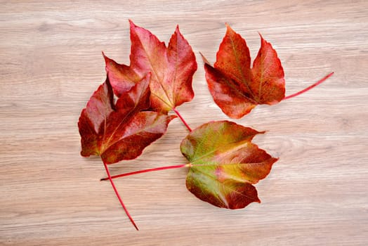 autumn still life- colorful wine leaves on wooden ground