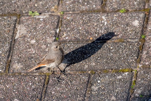Redstart with shadow stands on a cobbled street with copy space