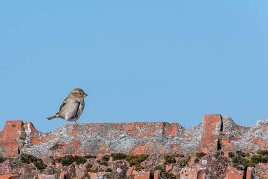 sparrow walks over a roof ridge in front of a blue sky