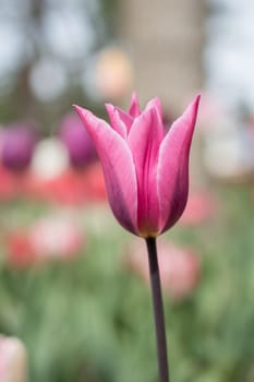 Outstanding colorful tulip flower bloom in the spring  garden