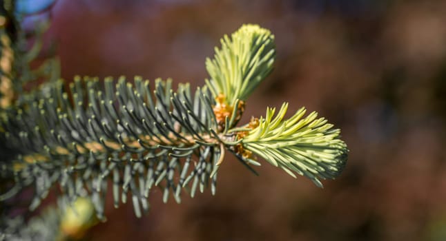 Green tree leaves as a background