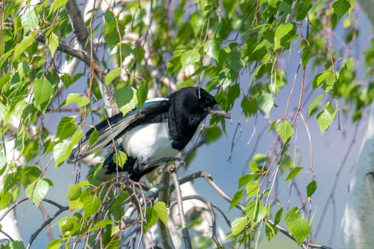 Magpie without tail feathers sits in a birch with fresh bright green leaves