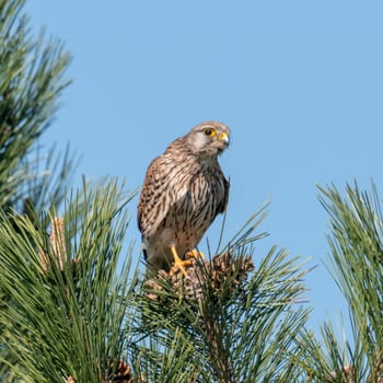 Kestrel female sits fluffed on a pine tip in front of blue sky