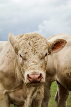 Cows in the pasture