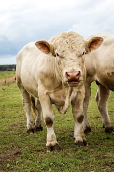 Cows in the pasture