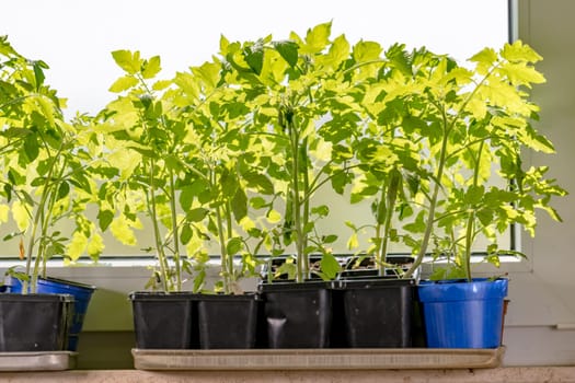 Young tomato plants in their plant pots are standing on a windowsill