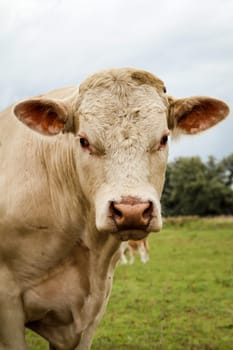Cows in the pasture
