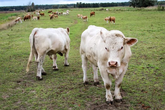 Cows in the pasture