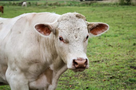Cows in the pasture