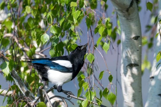 Magpie without tail feathers sits in a birch with fresh bright green leaves