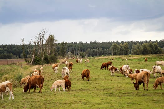 Cows in the pasture