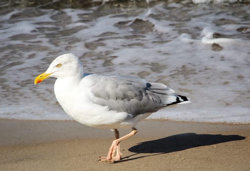 a seagull on the beach of the baltic sea