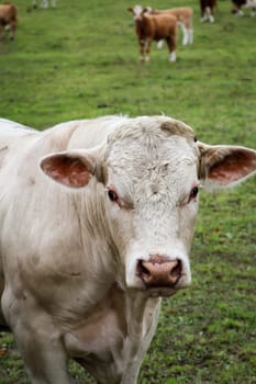 Cows in the pasture