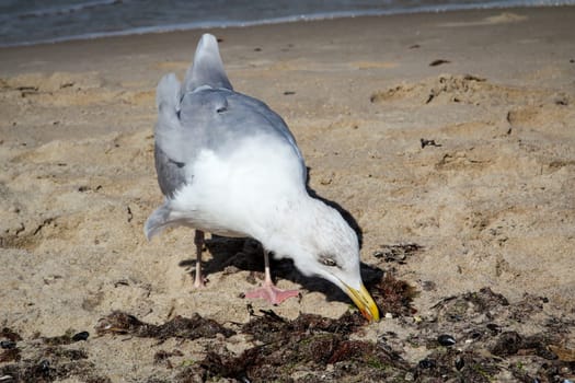 a seagull on the beach of the baltic sea