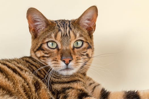 Pedigree cat Toyger (Felis silvestris catus),female,age 1 year,colour brown tabby mackerel,brown tiger,portrait