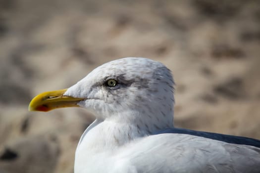 a seagull on the beach of the baltic sea