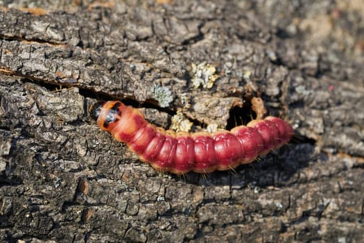 Larva of a goat moth (Cossus Cossus) on the bark of a tree