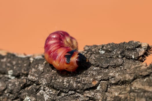 Larva of a goat moth (Cossus Cossus) on the bark of a tree