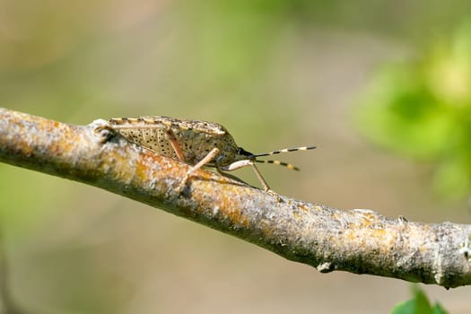 Mottled Shieldbug (Rhaphigaster nebulosa) on a hawthorn in spring
