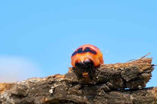 Larva of a goat moth (Cossus Cossus) on the bark of a tree