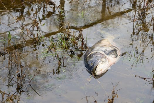 Dead bighead carp in a tributary of the Elbe in Glindenberg near Magdeburg