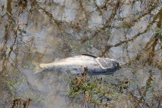 Dead bighead carp in a tributary of the Elbe in Glindenberg near Magdeburg