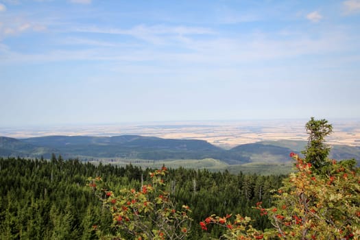 rock formation and forest in the Harz mountains