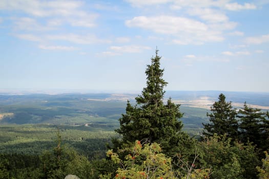 rock formation and forest in the Harz mountains