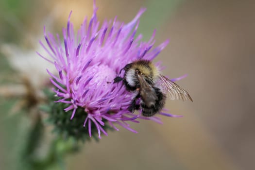A close up of a bee, insect