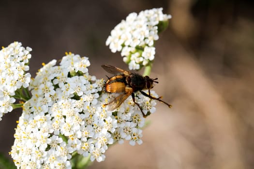 this is a close up of a fly