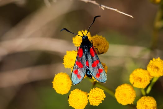 Close-up of a butterfly, rambling on a plant