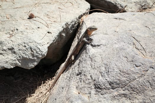 detail of a lizard in the sun on a stone