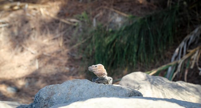detail of a lizard in the sun on a stone