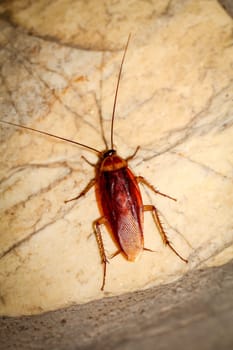 Cockroach runs up a wall