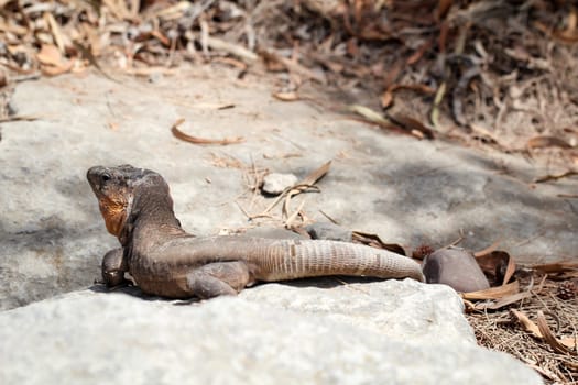 detail of a lizard in the sun on a stone