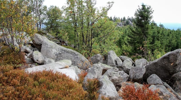 rock formation and forest in the Harz mountains