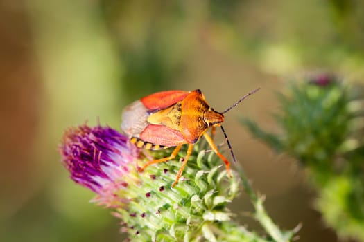 Close-up of a bug on a plant