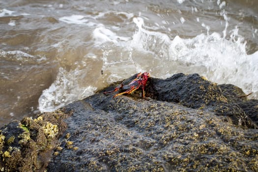 Crab on a stone