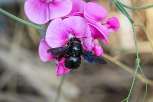 A close up of a bee, insect