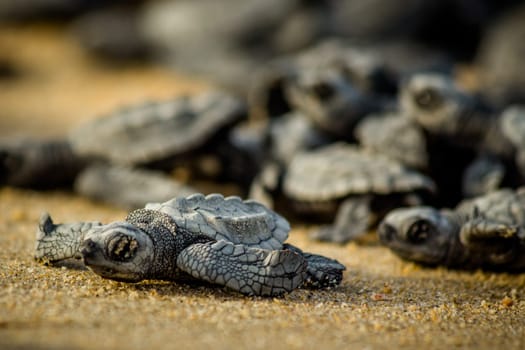 Baby hatchling sea turtles struggle for survival as they scamper to the ocean in Cabo Pulmo National Park near Cabo San Lucas, Mexico
