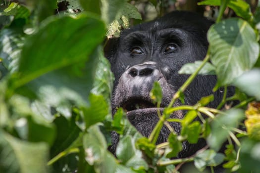 An angelic gorilla looks heavenward in the impenatrable forrest of Uganda