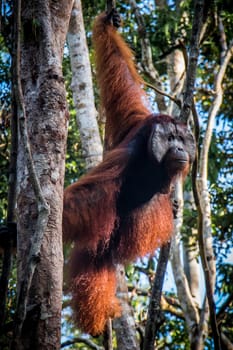 A male orangutan, stands watch in a tree in the jungle of Borneo