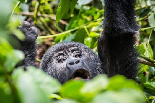A baby gorilla screams as he reaches for a branch in the impenatrable forrest of Uganda