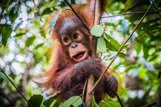 World's cutest baby orangutan hangs in a tree in jungles of Borneo with mouth open