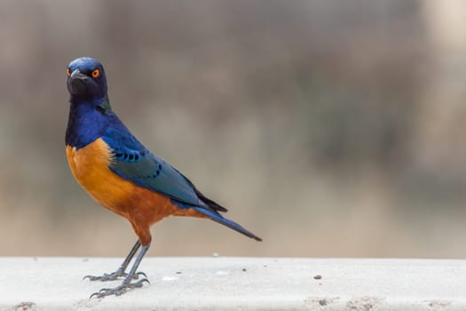 A colorful Superb Starling in Tanzania's Ngorongoro Crater